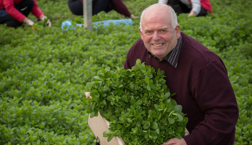 Fresh Guernsey Herbs