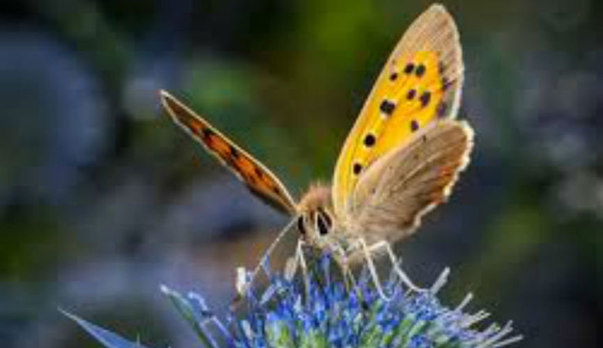 Pollinator Project Guernsey