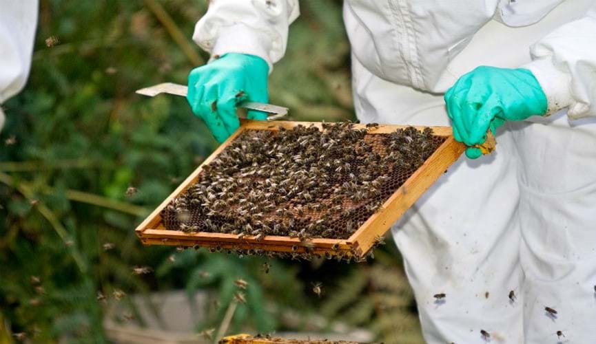 Guernsey Beekeepers Association
