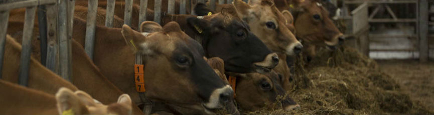 Jersey Dairy