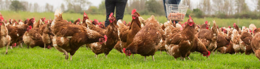 Happy Hens