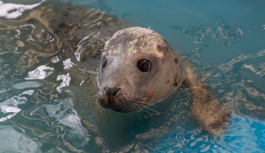 Co-op supports GSPCA’s #SaveOurSeals campaign