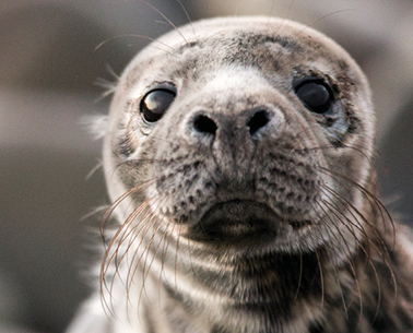 Co-op supports GSPCA’s #SaveOurSeals campaign