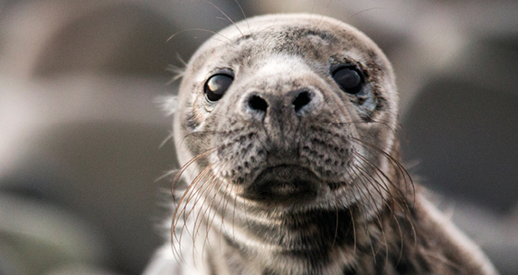 Co-op supports GSPCA’s #SaveOurSeals campaign