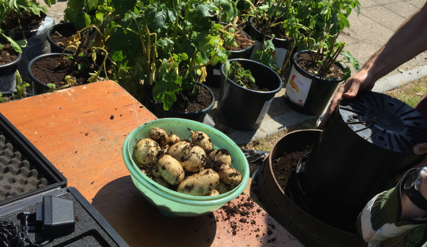 Jersey Royal Potatoes ready to be weighed