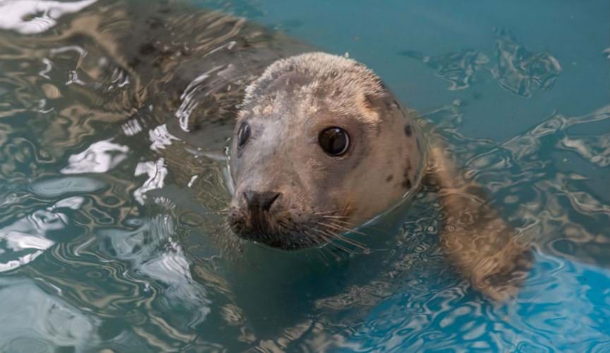 The Channel Islands Co-operative Society donates £1,500 to the GSPCA’s Save Our Seals campaign