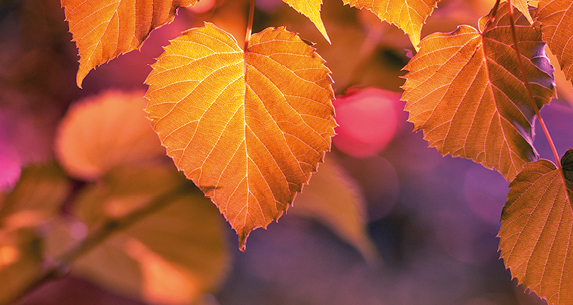 Autumn Price Fall