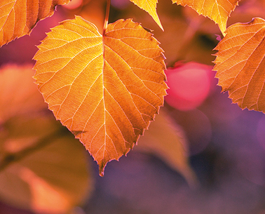 Autumn Price Fall