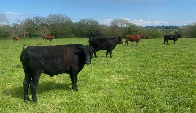 Jill and Richard Lee's cattle