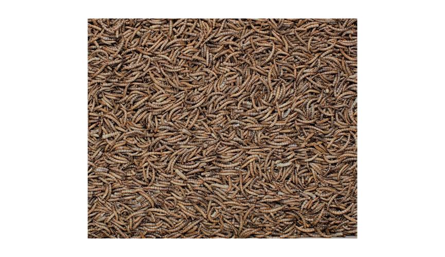 Henry Bell Mealworm 100g