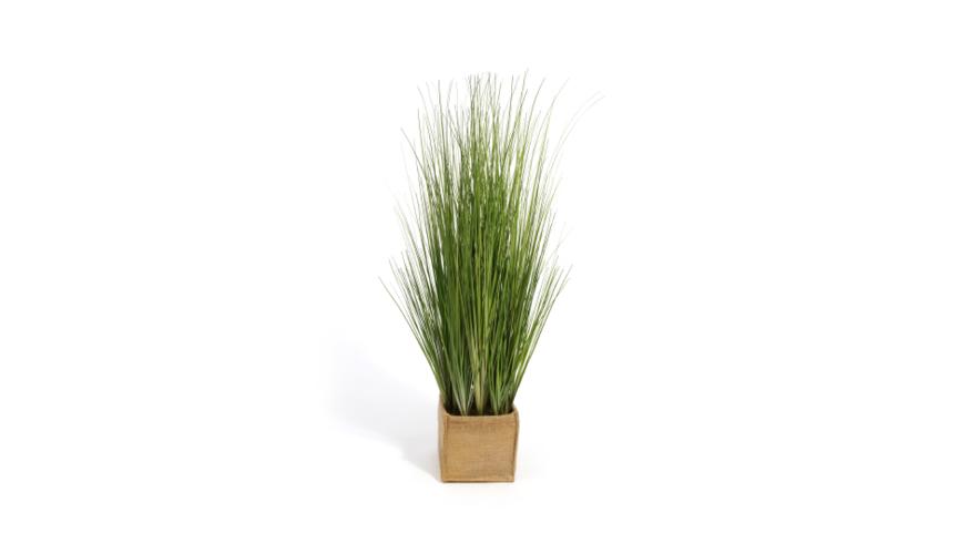 Henry Bell 80cm ornamental grass in bag