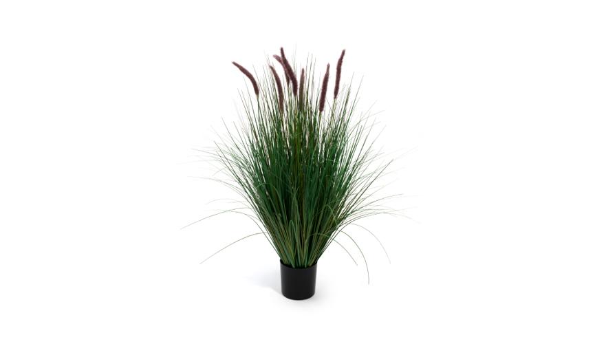 Henry Bell 80cm ornamental fox-tail grass