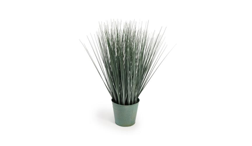 Henry Bell 60cm ornamental grass in pot green