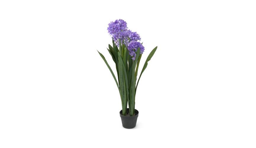 Henry Bell 100cm African lily blue - agapanthus