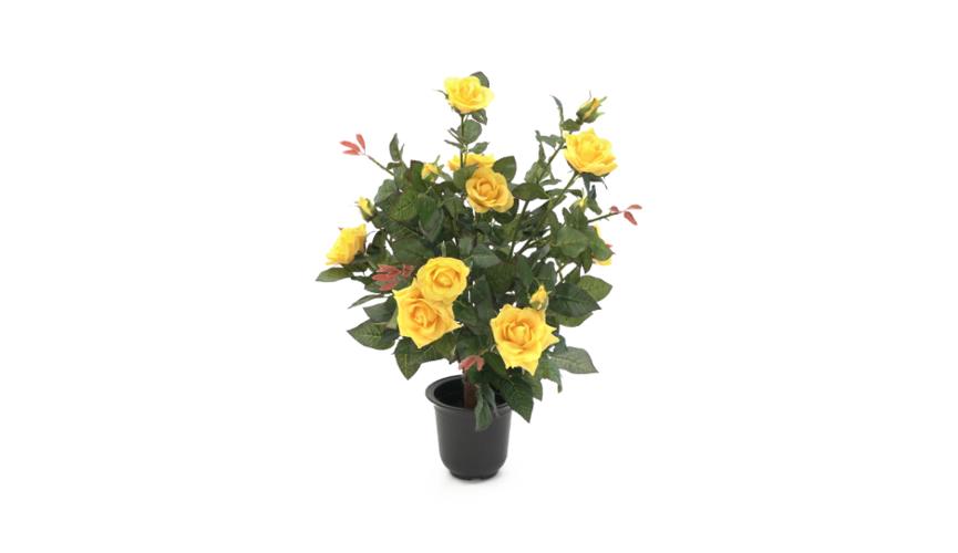 Henry Bell 55cm rose yellow