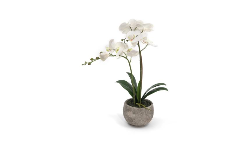 Henry Bell 45cm orchid in pot white