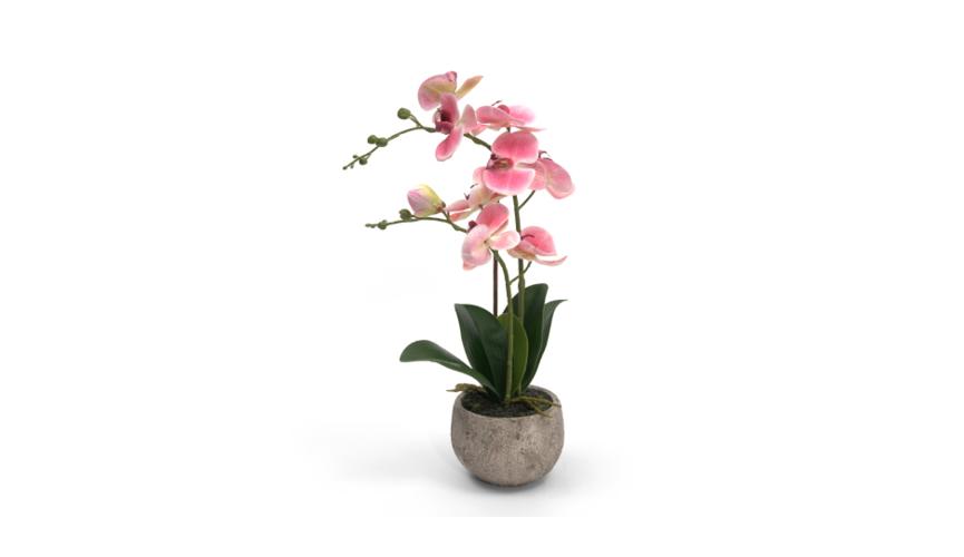 Henry Bell 45cm orchid in pot pink