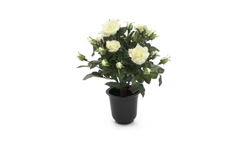 Henry Bell 40cm rose cream