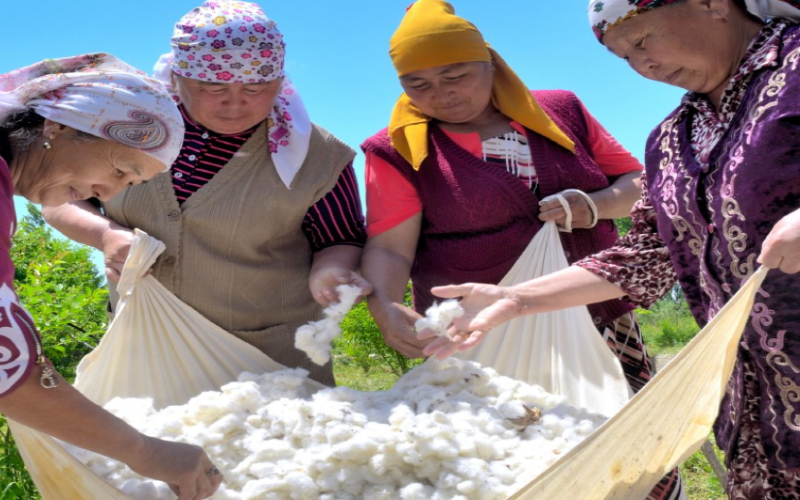 Growers sorting through harvested cotton