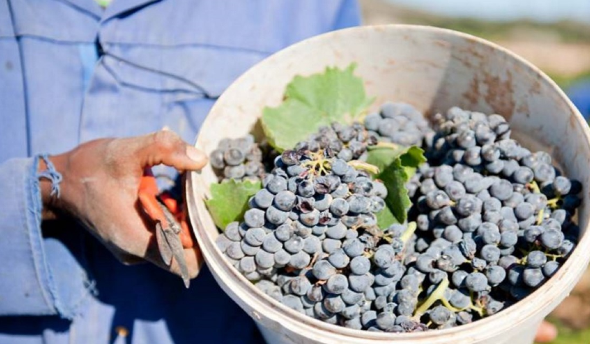Bucket full of grapes from the vine