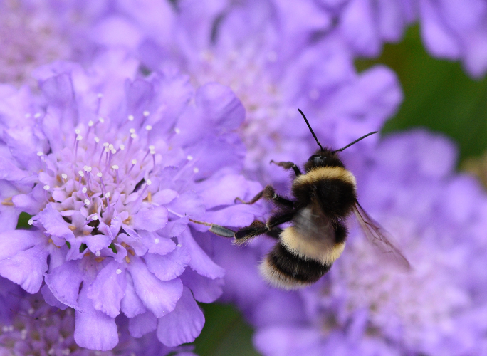 Bumble bee on a purple flower
