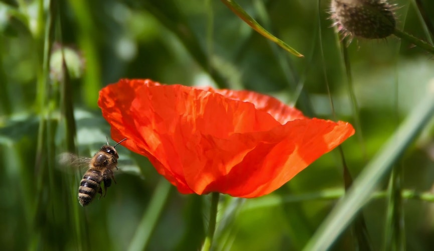 Honeybee flying to a poppy