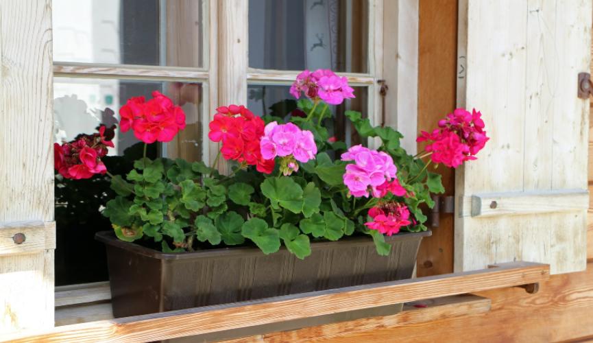 Don’t have a garden or outside space?