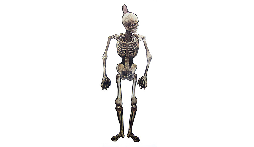 Module - Paper Jointed Skeleton (1.5m)